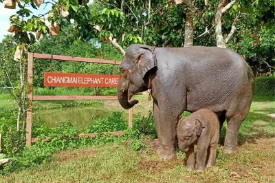 Feel the quiet presence of rescued elephants near chiang mai, walk beside them in a true sanctuary, enjoy a local lunch, and relax with easy hotel pickup included.