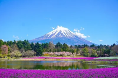 Vivi l’aria fresca alla 5ª stazione del monte fuji, passeggia tra i sentieri di lavanda di oishi park e sali sulla funivia panoramica, tutto con trasporto privato e pickup flessibile.