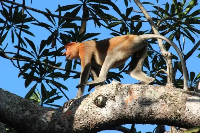 Feel the quiet magic of borneo’s klias peninsula on a river cruise, spot proboscis monkeys, enjoy local snacks and dinner, and watch fireflies after dusk. includes hotel pickup.