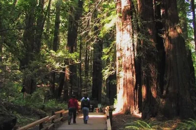Erlebe die ruhe der muir woods redwood-bäume, überquere die golden gate bridge, schlendere entlang der uferpromenade von sausalito und genieße den bequemen hoteltransfer bei dieser kleinen halbtage