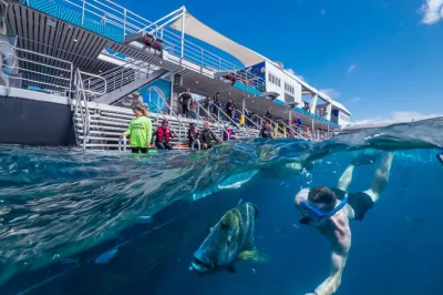 Descubre la gran barrera de coral desde cairns: snorkel, buceo y ciencia con biólogos marinos. incluye almuerzo buffet, equipo y paseo en barco con fondo de cristal.