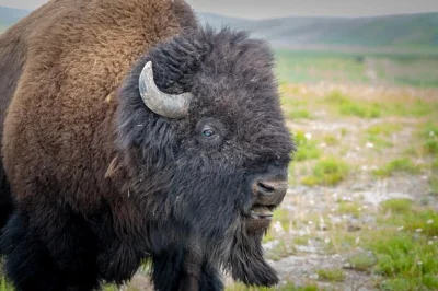 Watch moose, bison, and elk as the sun sets over grand teton. includes hotel pickup, local guide, binoculars, and snacks for an easy half-day adventure.