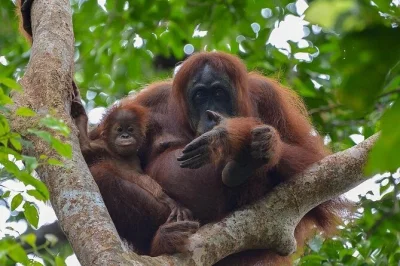 Wake up to sumatra’s wild calls, trek with certified guides, spot orangutans, camp by the river, and return by tube raft. includes meals and all permits.