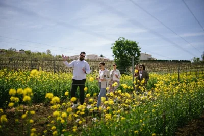 Découvrez les vins et la gastronomie istriennes lors d’une journée depuis rijeka ou opatija. dégustez des vins primés, flânez à grožnjan et savourez un déjeuner de pâtes maison.