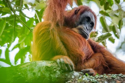 Wake up to the sounds of sumatra’s rainforest on a 3-day orangutan trek from bukit lawang, with ethical wildlife encounters, jungle camping, and river tubing back to your hotel.