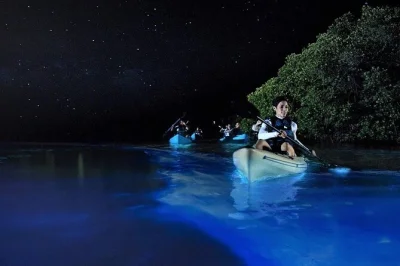 Découvrez la magie de la bioluminescence en kayak à holbox, avec transfert hôtel et guides locaux pour une soirée inoubliable à punta mosquito.