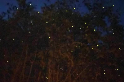 Watch fireflies light up the riverbanks, see glowing blue plankton, and share a seafood dinner in kuala selangor. includes hotel pickup, guide, and set meal.