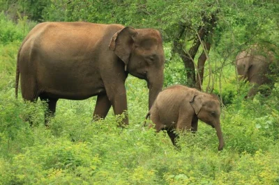 Wake up to wild sri lanka—see elephants, birds, and more on a private udawalawe safari. includes hotel pickup, 4x4 jeep, and a local guide with 10+ years’ experience.