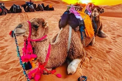 Feel the desert wind on a 3-day marrakech to merzouga tour—ride camels, sleep in a berber camp, share music by the fire. includes pickup, meals, and guide.
