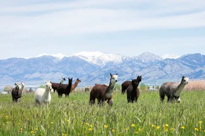 Step onto a real bozeman alpaca & llama farm for hands-on animal encounters, feeding, and seasonal surprises. includes souvenir. family-friendly and accessible.
