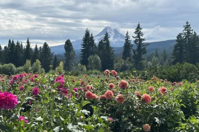Feel the spray at multnomah falls, taste orchard-fresh fruit in hood river, and stand beneath mt. hood’s snowy peak on this small-group day trip with hotel pickup.