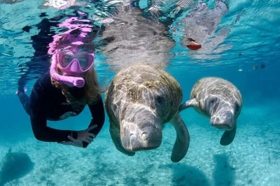 Découvrez les lamantins de floride à crystal river, nagez avec des guides experts, profitez d’une combinaison intégrale et de douches chaudes après votre sortie.