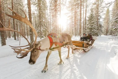 Feel the crunch of lapland snow on a reindeer sled, meet huskies up close, and warm up with hot drinks. includes rovaniemi hotel pickup and local guide.