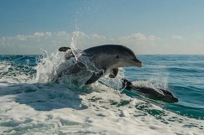 Clearwater beach, croisière dauphins avec guide local, vues au coucher du soleil, observation garantie, glacières et toilettes à bord.