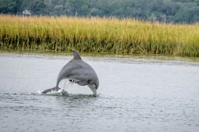 Découvrez savannah depuis la rivière, observez les dauphins avec une équipe locale, admirez les cargos géants et profitez de vos boissons à bord lors de cette croisière éco commentée. snacks i