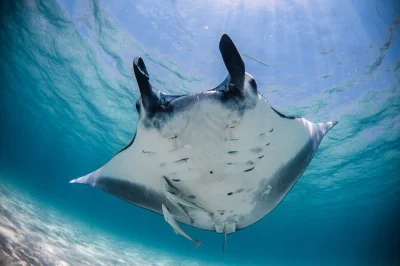 Nada con mantarrayas en ningaloo reef, explora jardines de coral, disfruta hamburguesas frescas a bordo y relájate con té. todo el equipo de snorkel incluido.