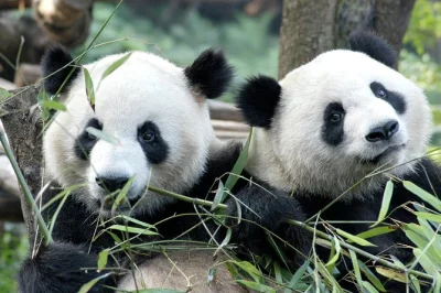 Passe uma manhã no centro de reprodução de pandas em chengdu, veja os pandas gigantes de perto, faça um passeio com guia local e aproveite o transporte fácil do hotel ou do aeroporto.