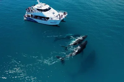 Hervey bay, great sandy straits: beobachte buckelwale hautnah, lausche ihren unterwasser-liedern, genieße mahlzeiten an bord und begleite eine geführte tour mit hoteltransfer.