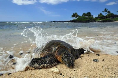 Feel the breeze at honokohau, sip hand-picked kona coffee, and spot hawaiian sea turtles. includes port pickup and a local guide for a relaxed day from kailua pier.