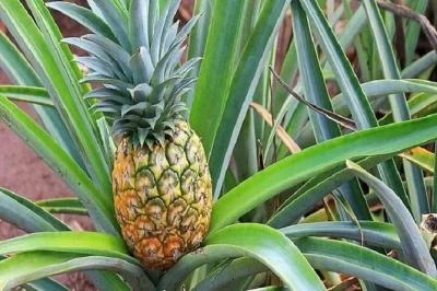 Découvrez oahu depuis waikiki avec un guide local, plages de surf célèbres, déjeuner crevettes au food truck, snorkeling et pause gourmande à la dole plantation. prise en charge incluse.