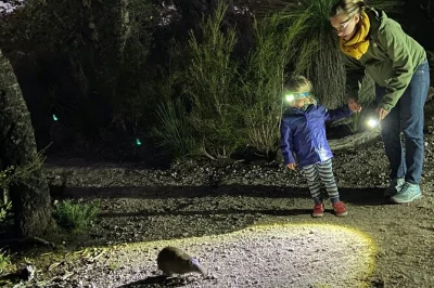 Descubre la vida salvaje nocturna en margaret river. observa marsupiales raros, disfruta un billy tea bajo las estrellas y aprovecha la recogida en hotel en este tour guiado.