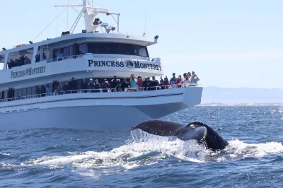 Feel the ocean air on monterey bay’s largest boats, spot whales with a marine biologist, and enjoy heated cabins. includes restroom and easy seating options.