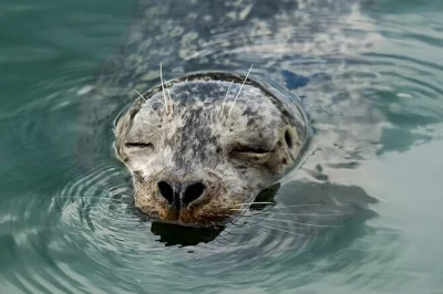 Vivi l’aria di mare a vancouver con un tour in barca: scopri stanley park, english bay, lighthouse park e le foche selvatiche da vicino. guida locale, attrezzatura completa e pacchetto foto incluso.