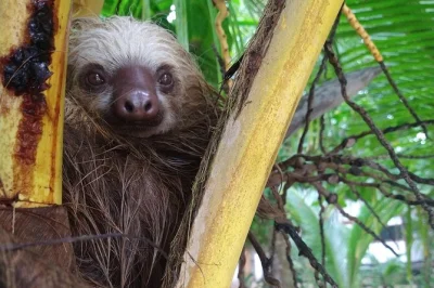Feel the wild side of costa rica’s south caribbean with a kayak & sloth watching tour in punta uva. includes kayaks, local guide, and a riverside break.