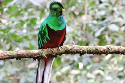 Esplora la nebbiosa foresta di monteverde con una guida locale, avvista uccelli rari come il quetzal, visita la galleria dei colibrì e ricevi foto esclusive durante il tour.