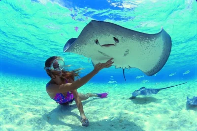 Swim with turtles and rays in moorea’s lagoon, then share a homemade tahitian lunch on a private islet. small group tour with snorkeling gear and drinks included.