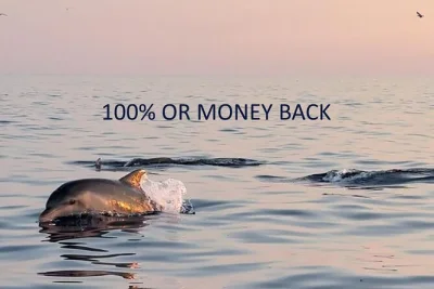 Découvrez pula en bateau rapide au coucher du soleil, observez les dauphins sauvages avec un skipper local et apprenez à les respecter. gilets de sauvetage inclus.