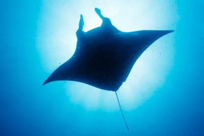 Nagez avec les raies manta de kona la nuit en petit groupe, guidé vers les meilleurs spots pour des rencontres incroyables. matériel de snorkeling, snacks et guide local inclus.