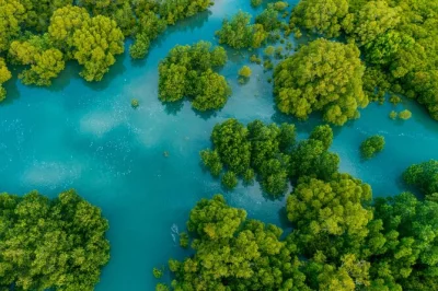 Observez les singes sauter, repérez les iguanes et naviguez dans la mangrove de l’île damas près de manuel antonio. transfert flexible, balade en bateau et déjeuner typique inclus.
