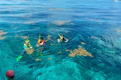 Explorez les récifs des florida keys avec un guide local, faites du snorkeling sur deux sites uniques du sanctuaire, observez tortues et raies, avec tout le matériel et de l’eau inclus à bord.