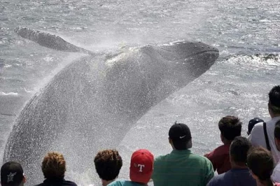 Découvrez stellwagen bank au départ de gloucester lors d’une sortie baleines avec naturalistes. observez baleines à bosse et dauphins, profitez d’un salon chauffé et de snacks à bord.