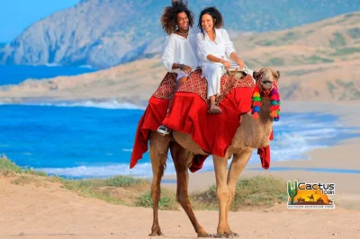 Vivi un giro in cammello sulla spiaggia del pacifico a cabo, accarezza e dai da mangiare ai cammelli, assaggia tequila e gusta un pranzo tipico. trasporto andata e ritorno e guide bilingue incluse per