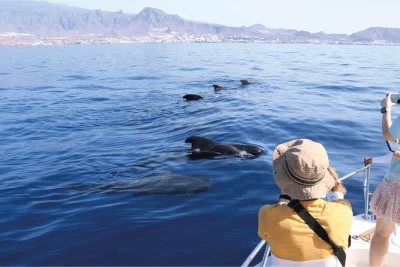 Feel the thrill of whale watching off tenerife with a biologist guide, hydrophone listening, and small group boat tour. includes all fees and taxes.