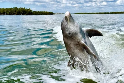 Découvrez marco island autrement lors d’une croisière à la rencontre des dauphins et des coquillages dans les ten thousand islands. observez la faune, ramassez des coquillages, et profitez des co