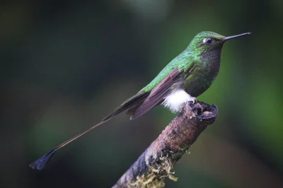 Feel the mist of mindo’s waterfalls, spot wild hummingbirds, and taste real ecuadorian chocolate on a private day trip from quito. includes hotel pickup and expert guide.