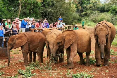 Watch baby elephants play, feed giraffes by hand, and meet local artisans on this nairobi wildlife tour. includes pickup, entry fees, and optional bead workshop.