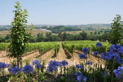 Setúbal vicino a lisbona: assaggia il raro moscatel roxo, visita due cantine famose e incontra i produttori locali. include trasporto, degustazioni e guida esperta.