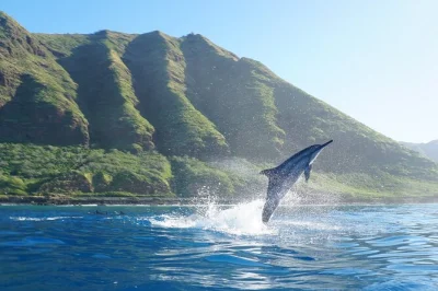 Oahu, observation des dauphins, snorkeling à makaha, toboggan de 6 mètres et déjeuner à bord. prise en charge depuis hôtels waikiki incluse.