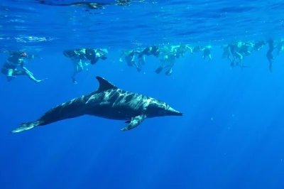 Nagez avec des dauphins sauvages au large de la côte ouest d’oahu, faites du snorkeling à makaha beach et glissez sur un toboggan de 6 mètres. déjeuner, matériel et guide inclus.