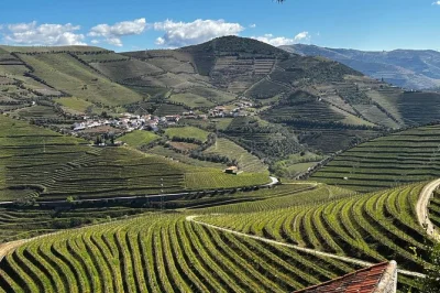 Laissez-vous séduire par la vallée du douro avec une visite guidée de domaine, une dégustation d’huile d’olive et un déjeuner convivial, le tout avec transfert panoramique depuis porto. prise