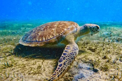 Explorez les récifs de phil foster park avec un guide local, observez raies et pieuvres, et recevez des vidéos sous-marines offertes. matériel, snacks et crème solaire inclus pour une aventure san