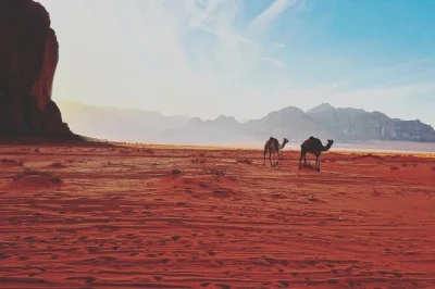 Partez à dos de chameau dans le wadi rum, visitez la source de lawrence, le canyon khazali, les dunes de sable et savourez un déjeuner bédouin. réservez votre aventure dans le désert dès mainten