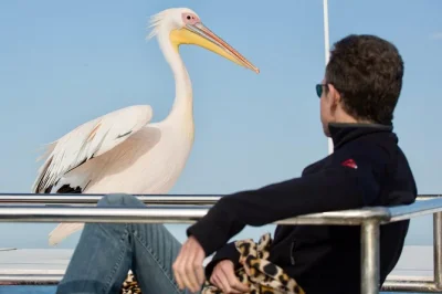 Feel sea spray on a walvis bay cruise—watch dolphins, seals, pelicans up close, taste fresh oysters & bubbly, all with friendly guides and easy boarding.
