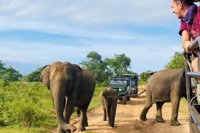Feel the wild heart of udawalawe on a private jeep safari, guided by locals. spot elephants up close, enjoy flexible pickup, and explore at your own pace.