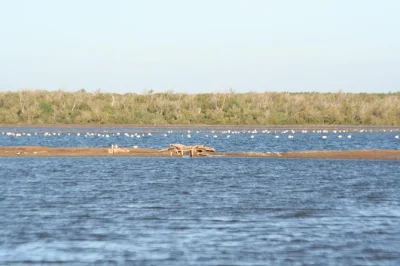 Vivi un’escursione di un giorno al parco nazionale di saadani da dar es salaam. ammira animali selvatici, spiagge dell’oceano indiano e goditi un’avventura safari privata.
