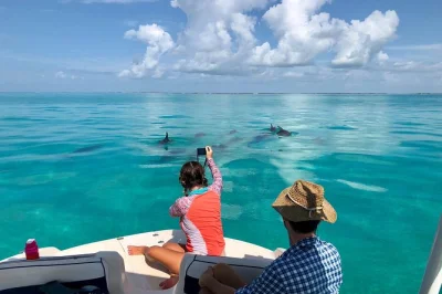 Découvrez les mangroves d’islamorada en bateau privé. observez dauphins, faites du snorkeling sur des récifs coralliens et détendez-vous sur un banc de sable. idéal famille et animaux.